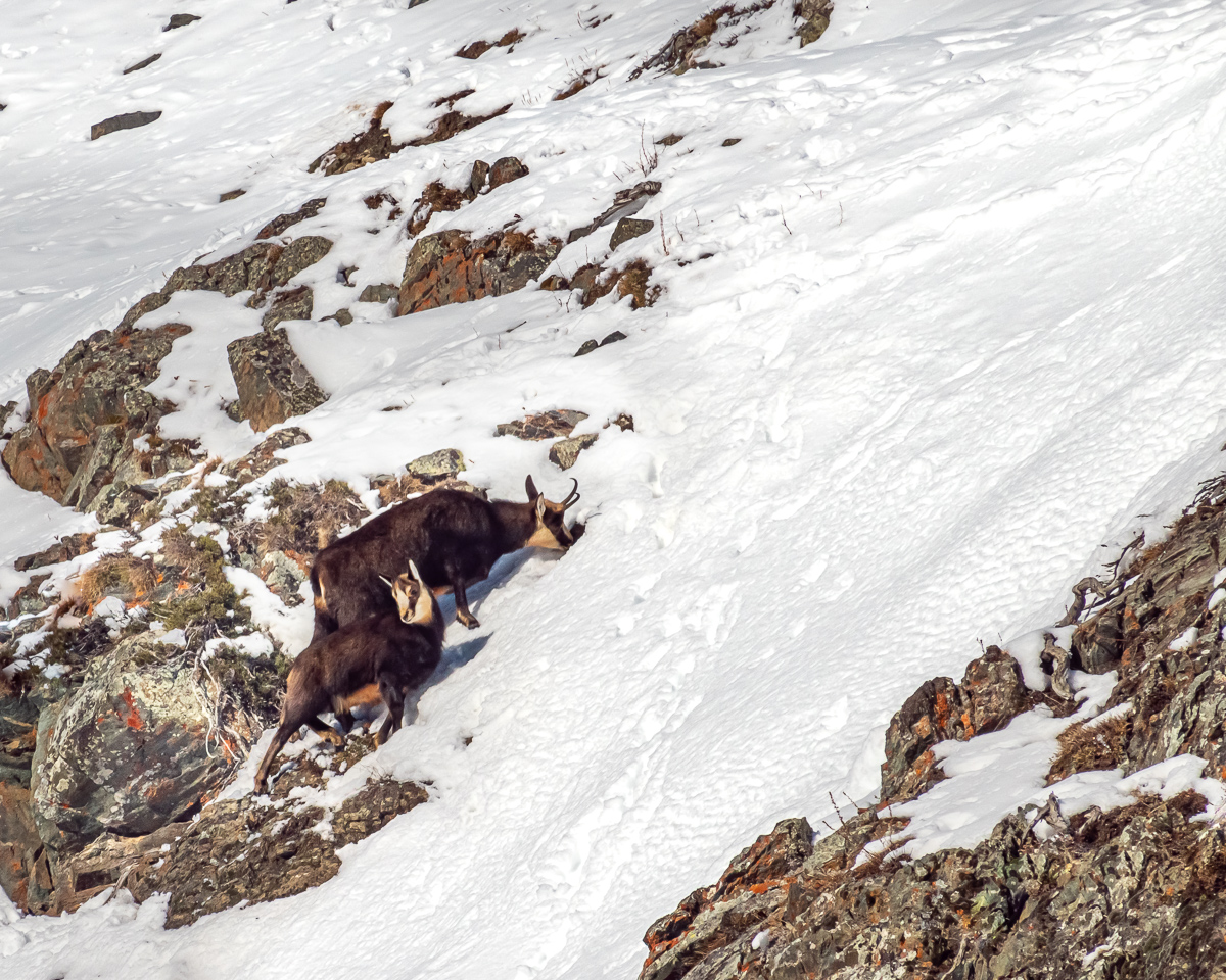 Searching for traces of food in winter