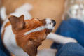 a puppy's embrace