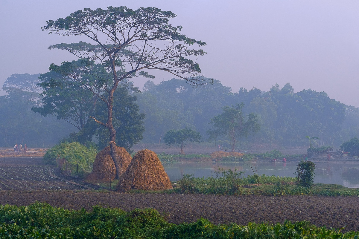 Misty Morning Field