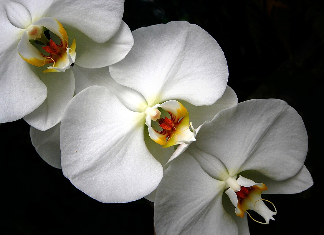 Winter Blooms