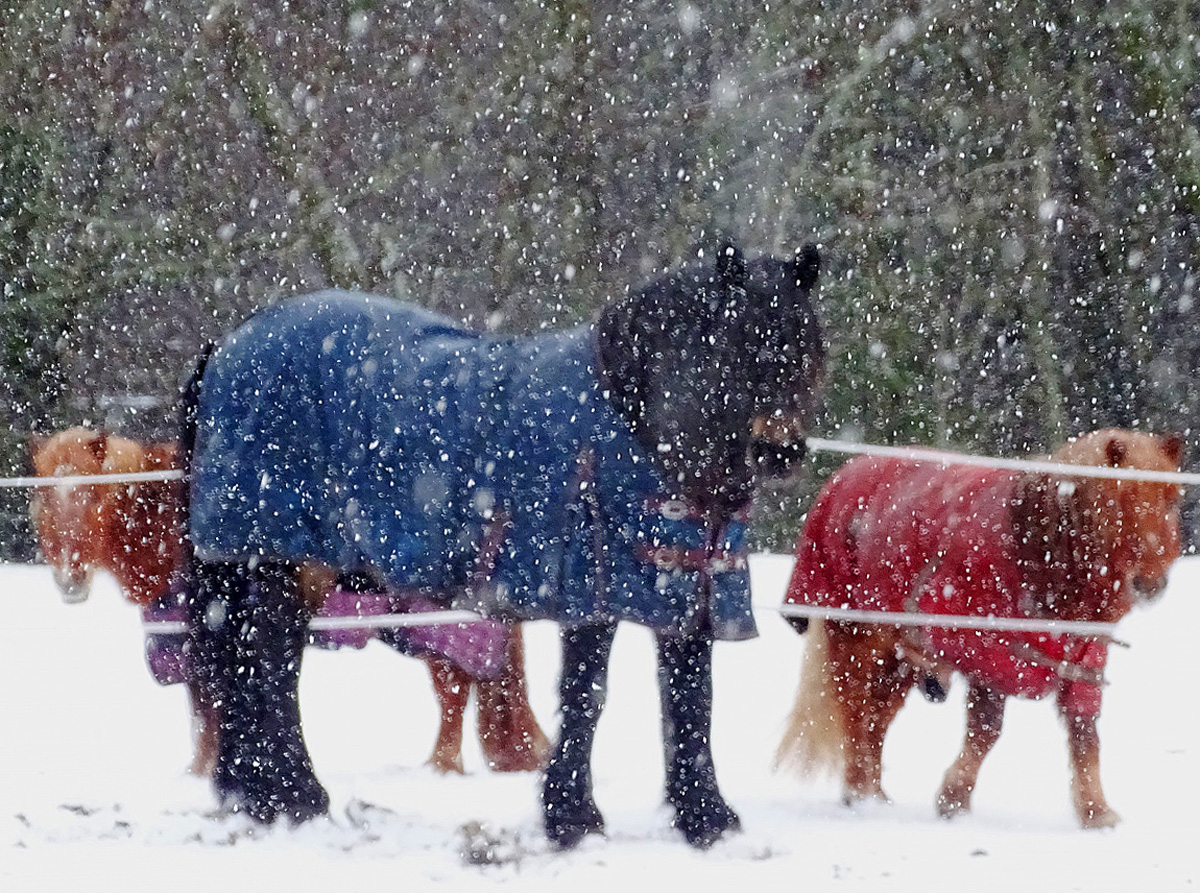 Horses in Snow