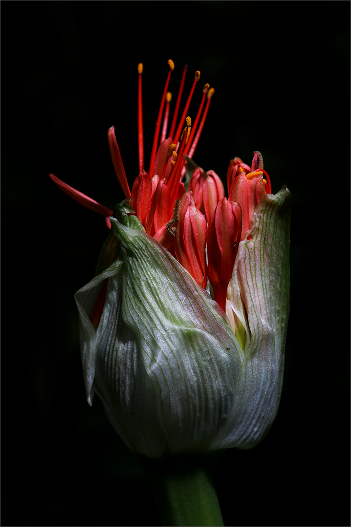 Scadoxus sp. - Blood Lily or Paintbrush Lily