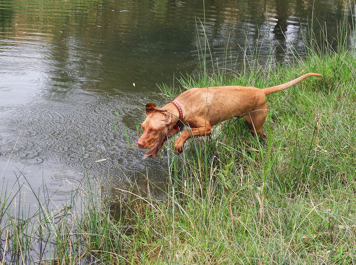 I'm Happy When She's Happy.  (And not chewing things up or digging holes .. or.....)