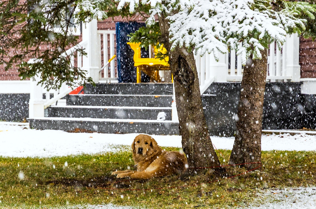 A Snowy Day