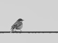 Bird on a Wire