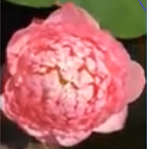 image1 (2)