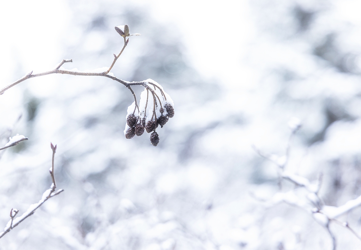 First Snow