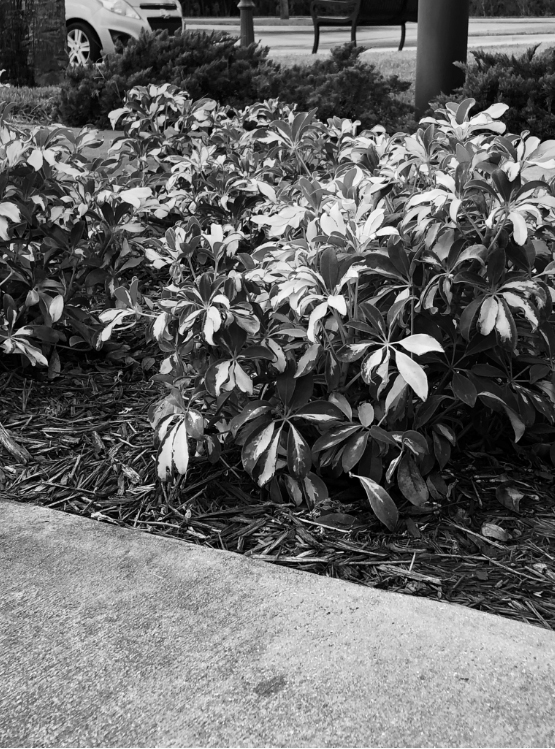 Black and White Bushes