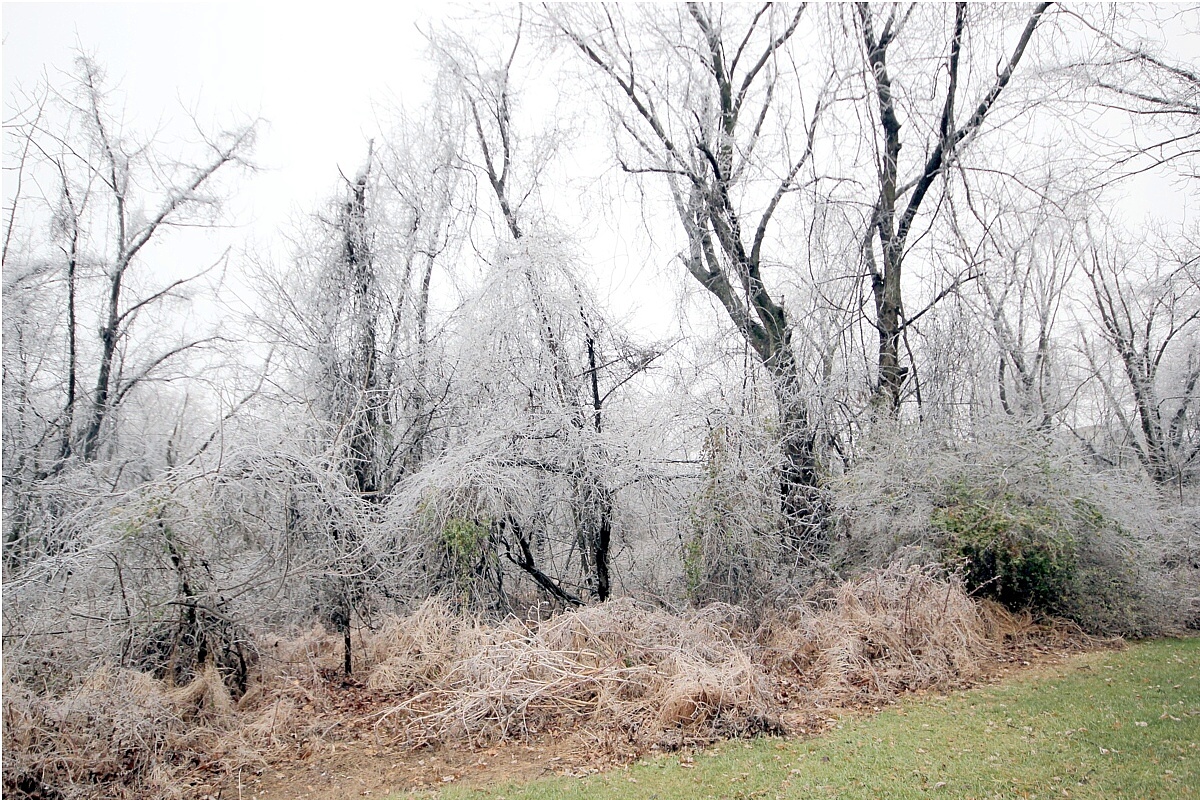 Frozen Woodland