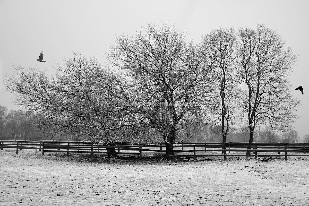 First Snow