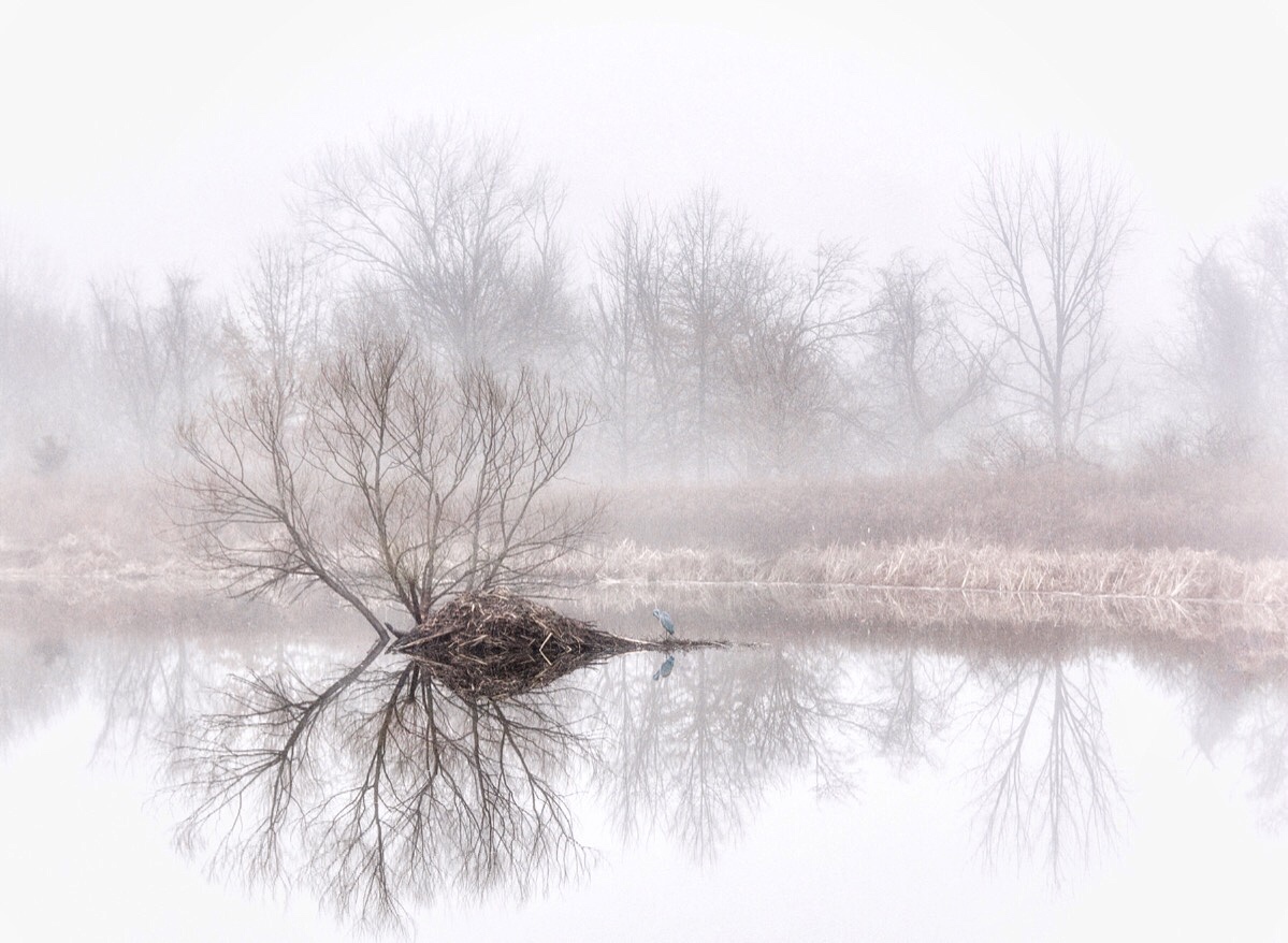 Foggy Morning on Heron Pond
