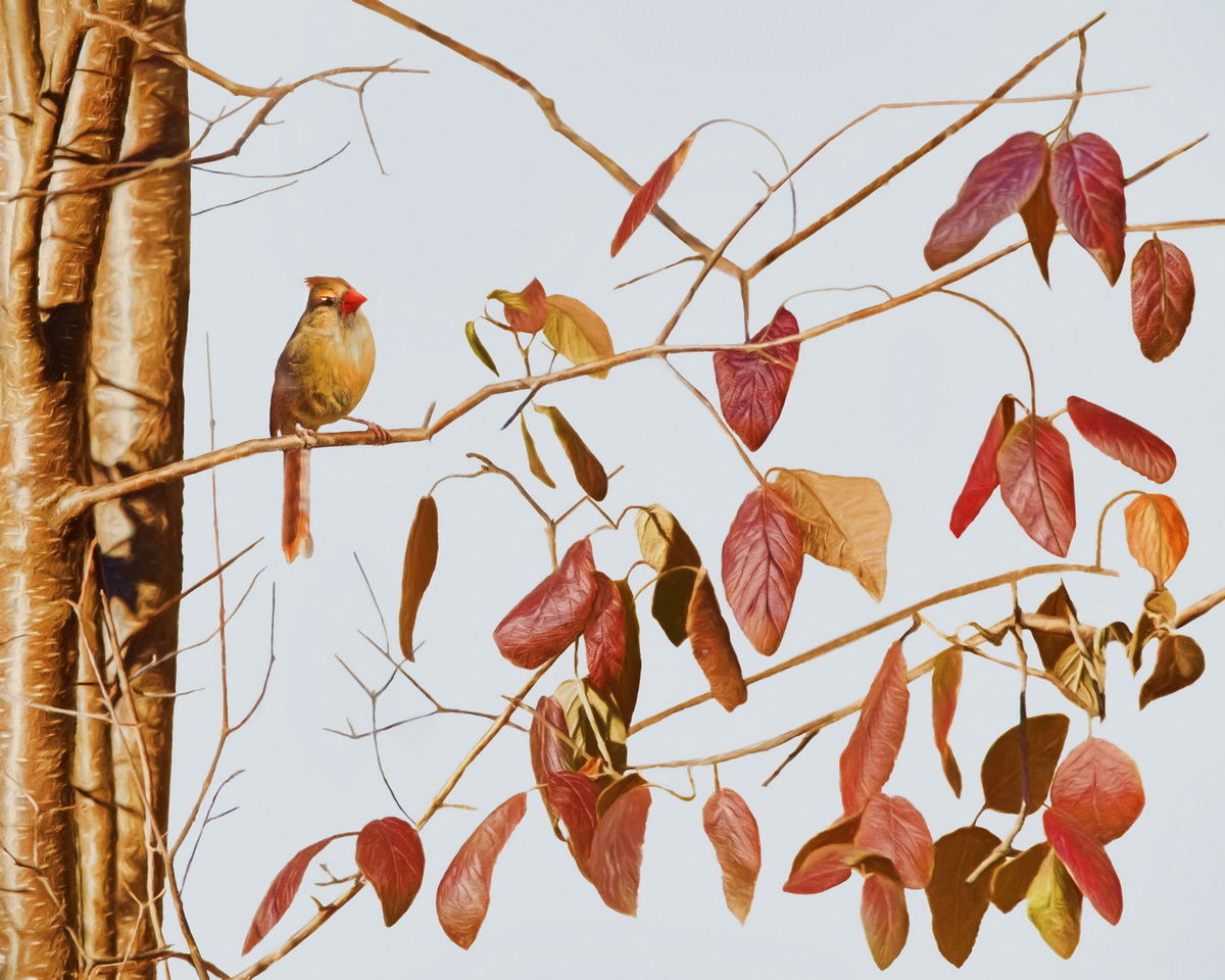 Female Cardinal and Leaves