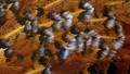 Natures Brush Strokes - 