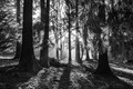 Luminous Forrest
