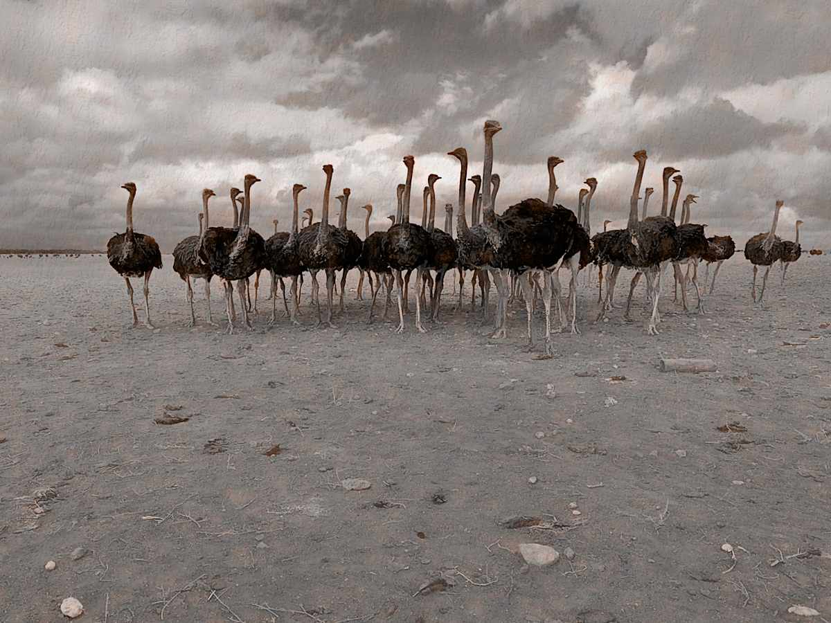 Landscape with Ostriches