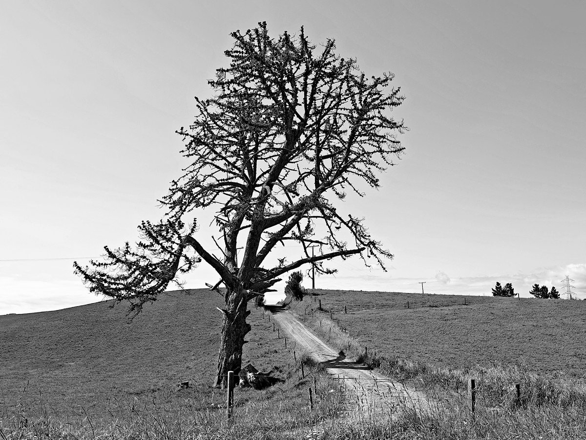 Lone Pine