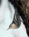 Nuthatch (Use my long telephoto lens more this year)