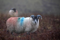 Take more sheep photos in 2020