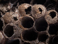 Paper Wasp Nest