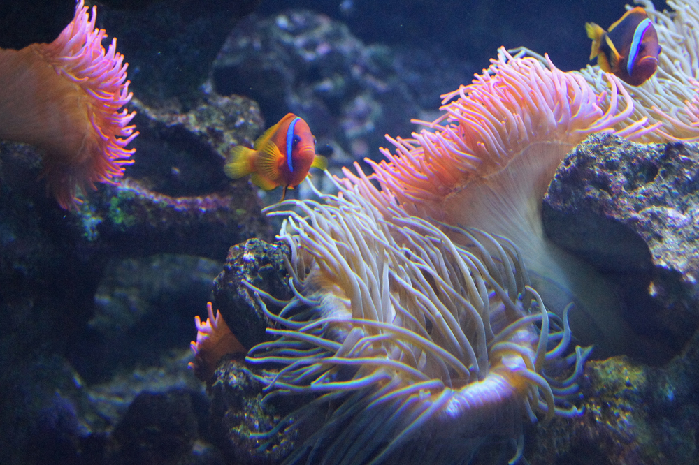 Sea anemones, Nemo's home