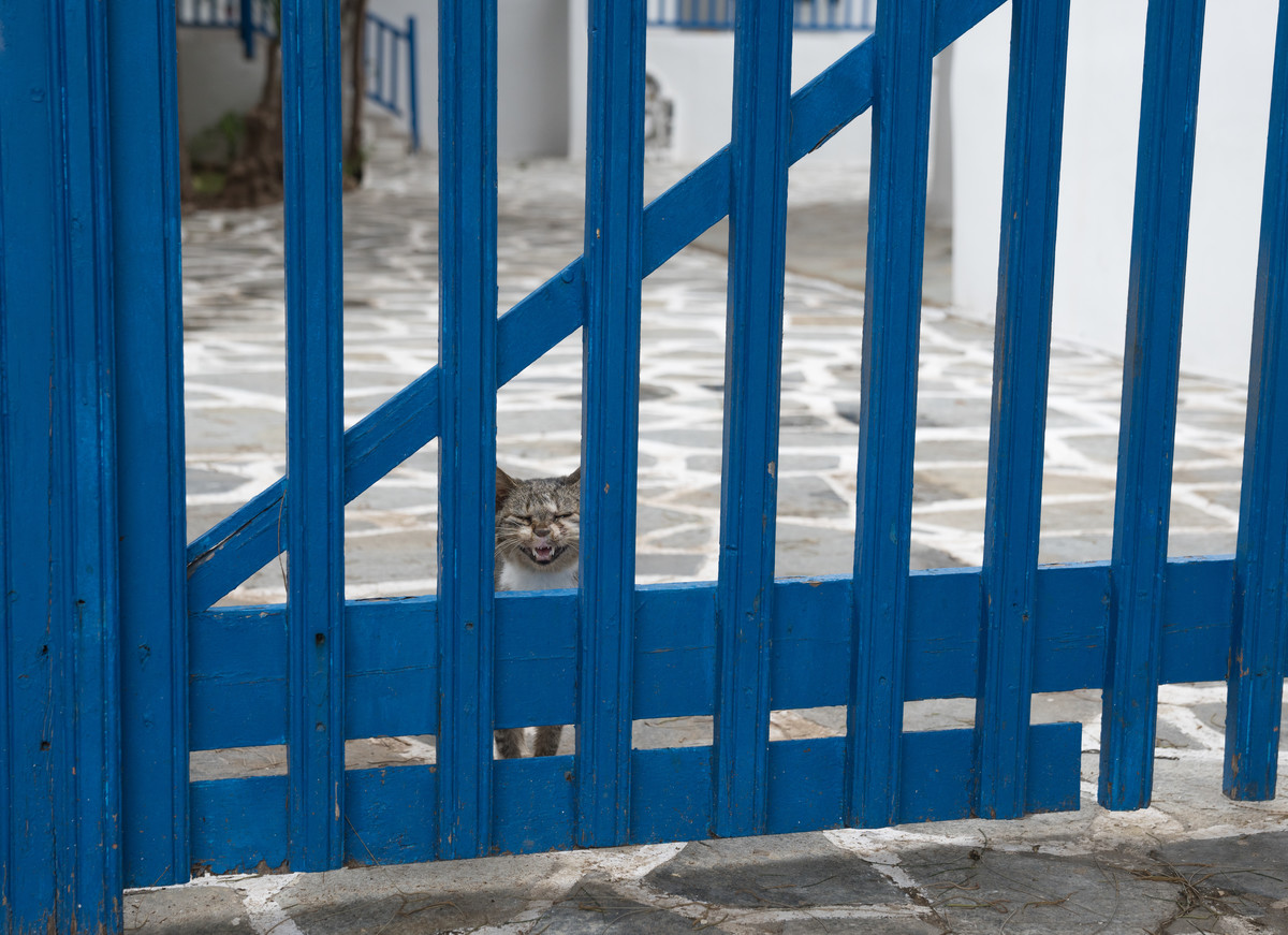 Greek cat home