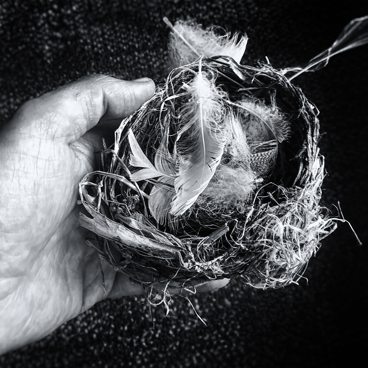 The empty nest