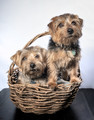 Two boys in a basket