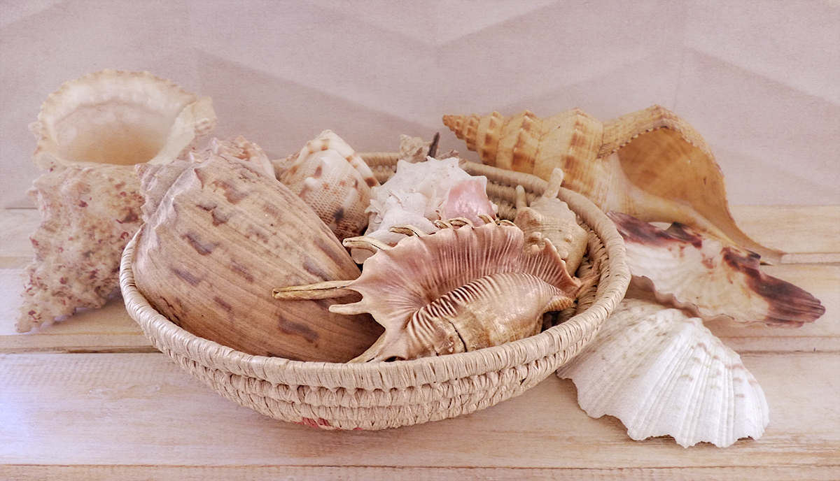 Shells in a Basket