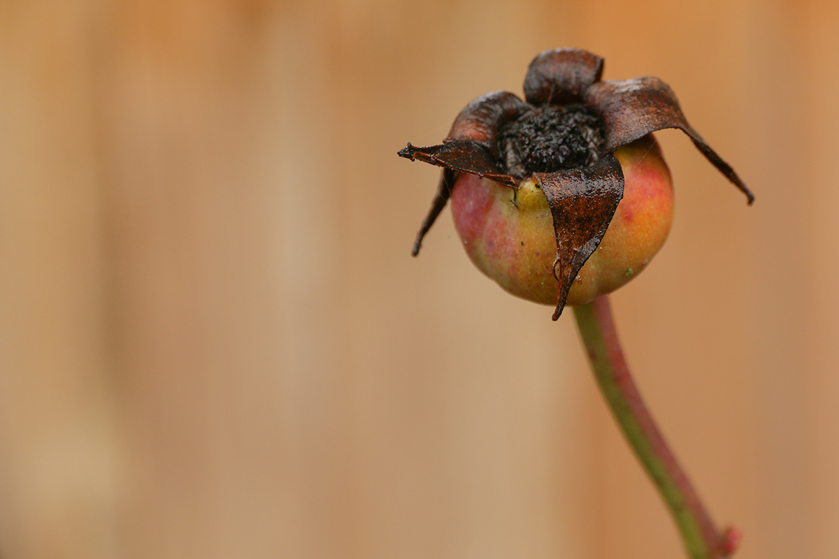 love is a rose  (sometimes it dies on the vine)