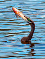 Anhinga Catch