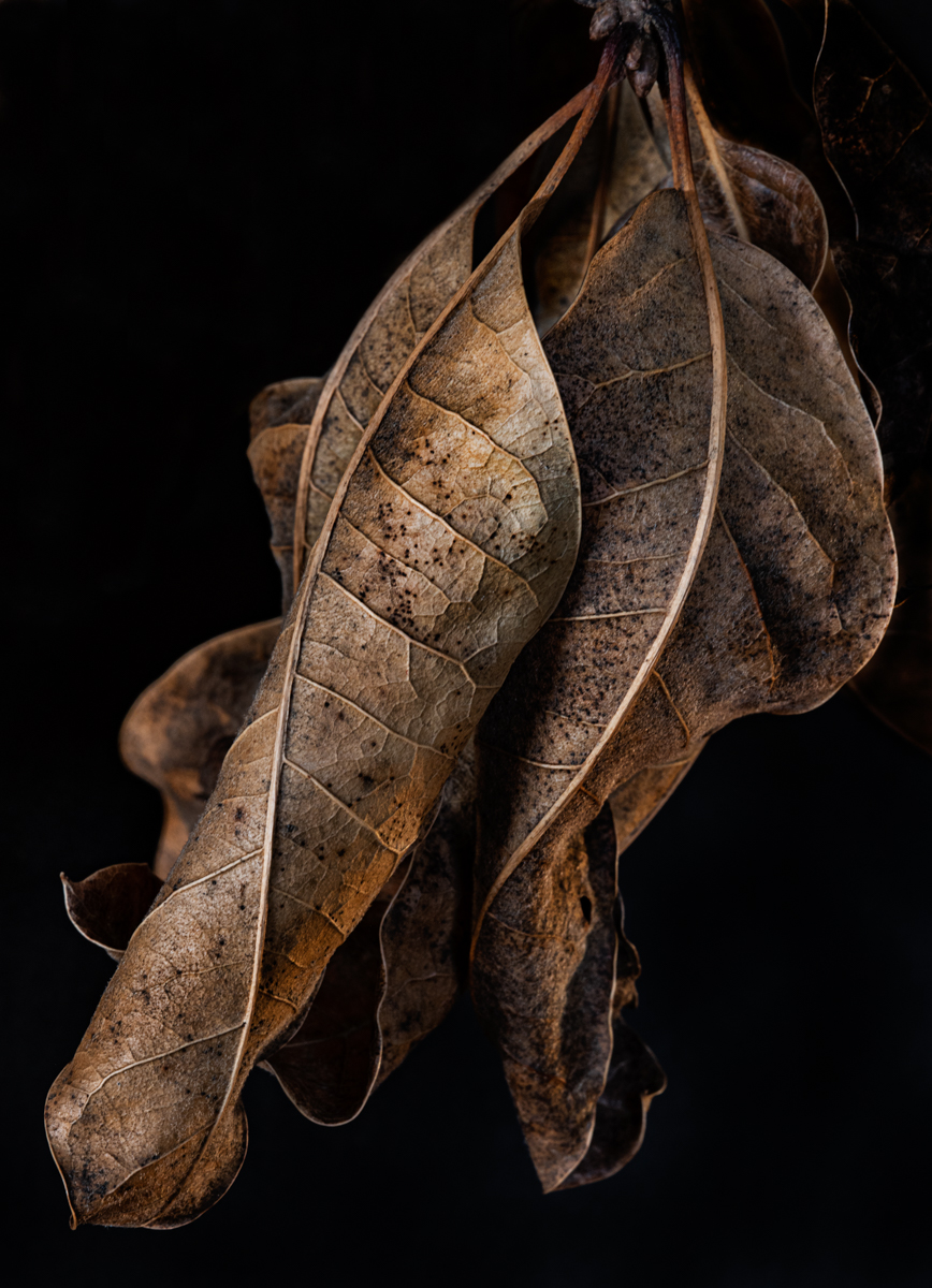 Remnants of Autumn's Glory