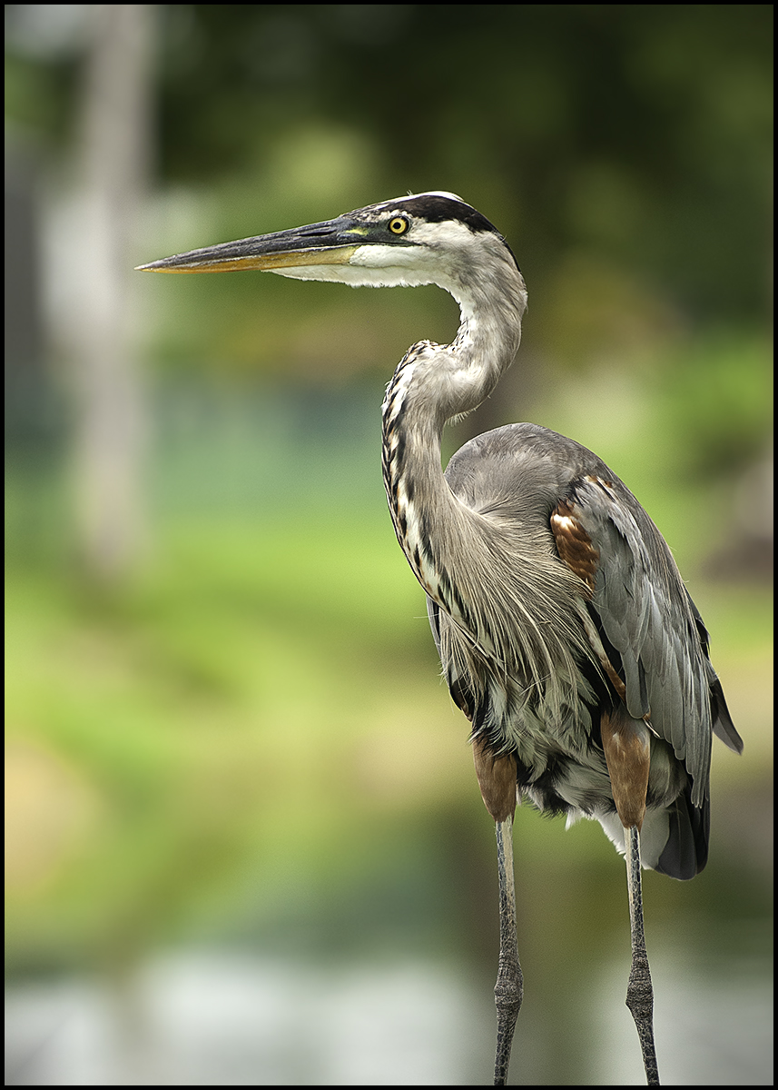 GBH