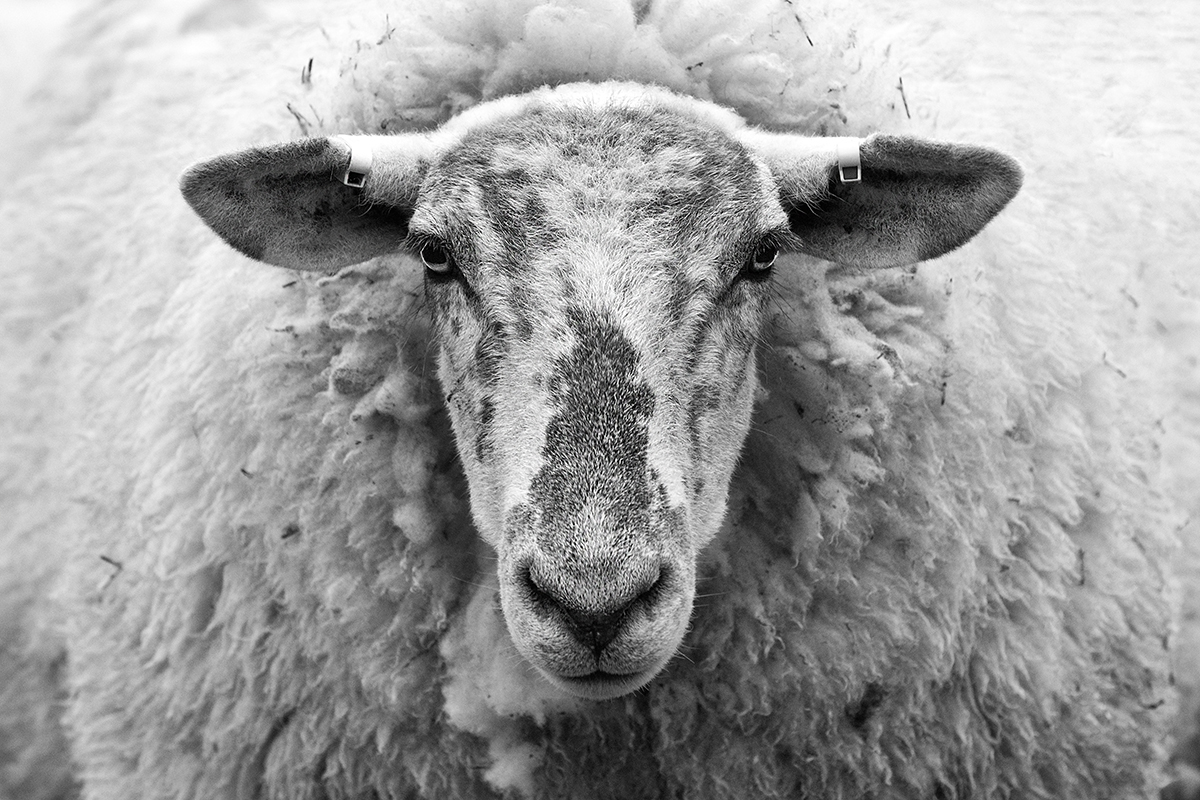 Baa
