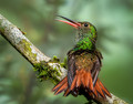 Rufus Tail Hummingbird