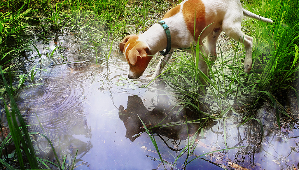 my first puddle