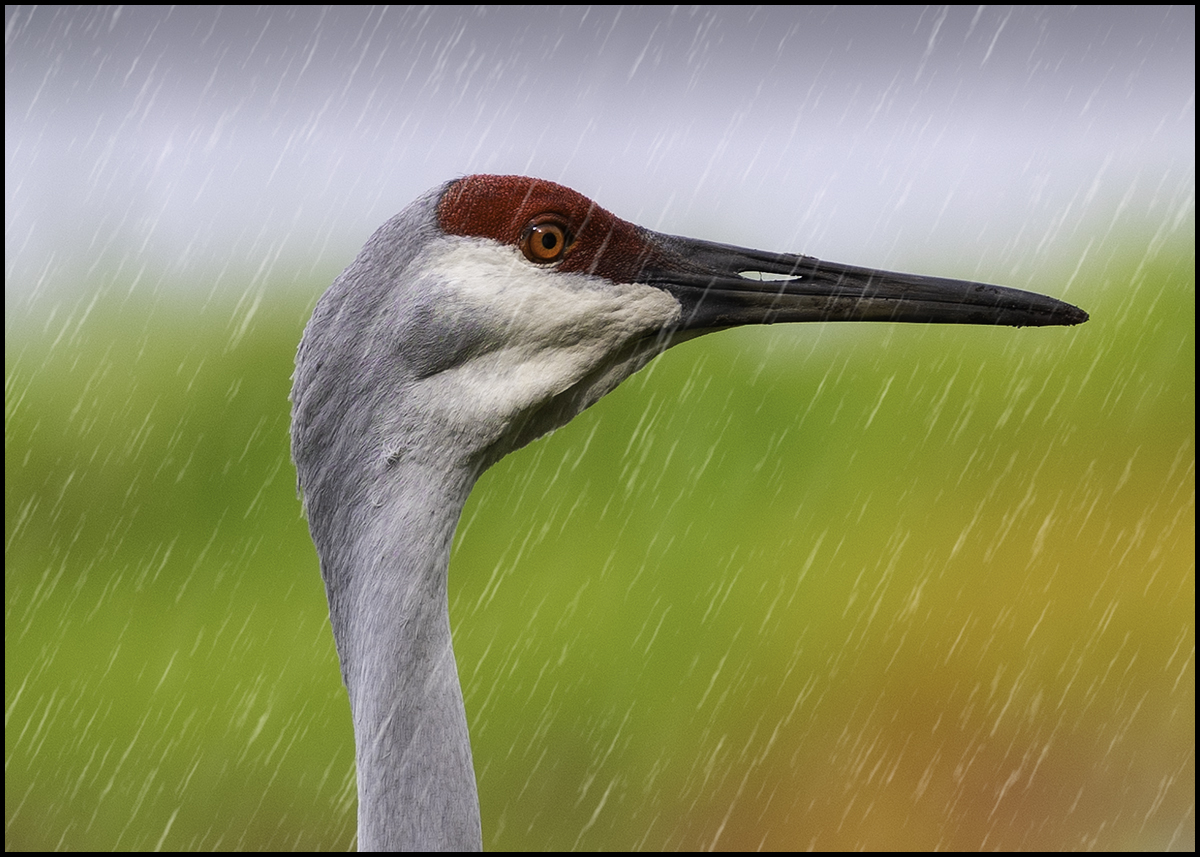 Crane in the Rain
