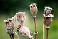 Balancing Act