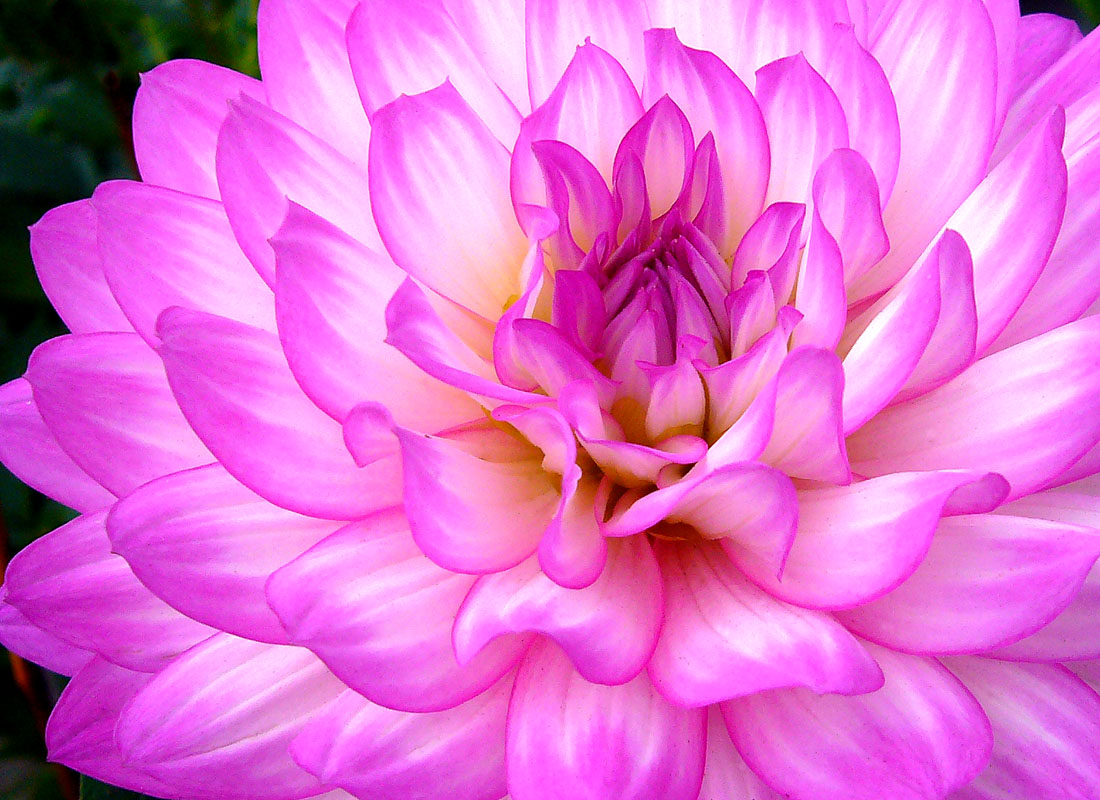 Pink Flower
