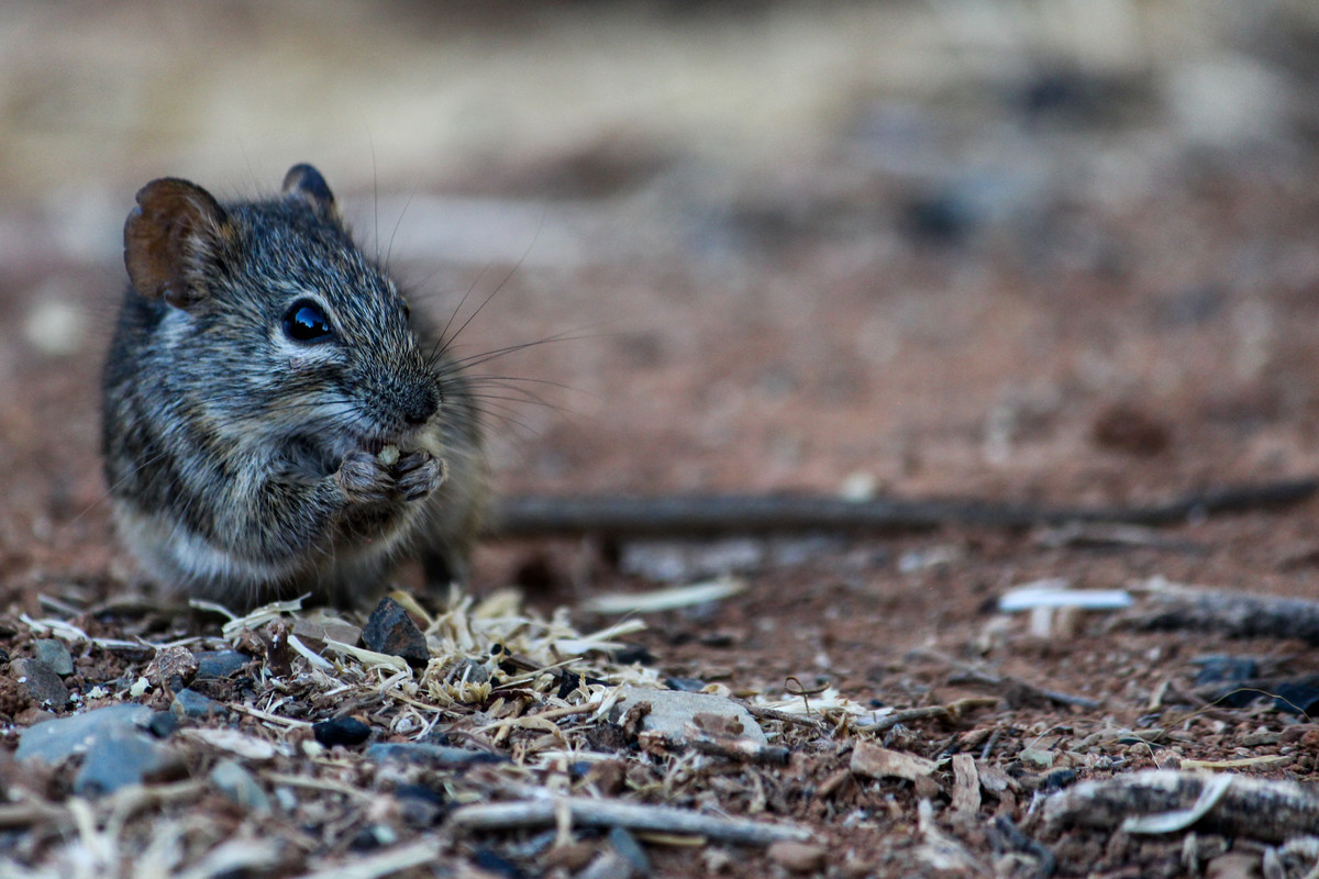 Tankwa Mouse