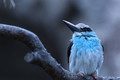 Baby Blue