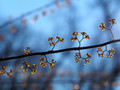 Silhouette Buds