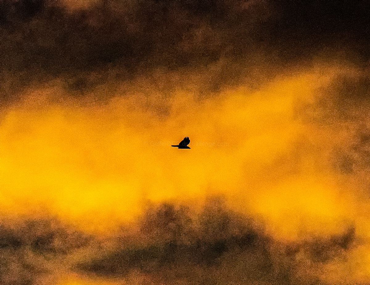 Storm 