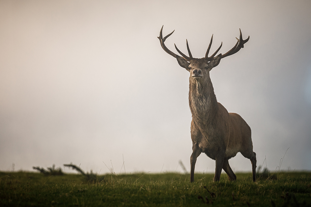 King of the moor