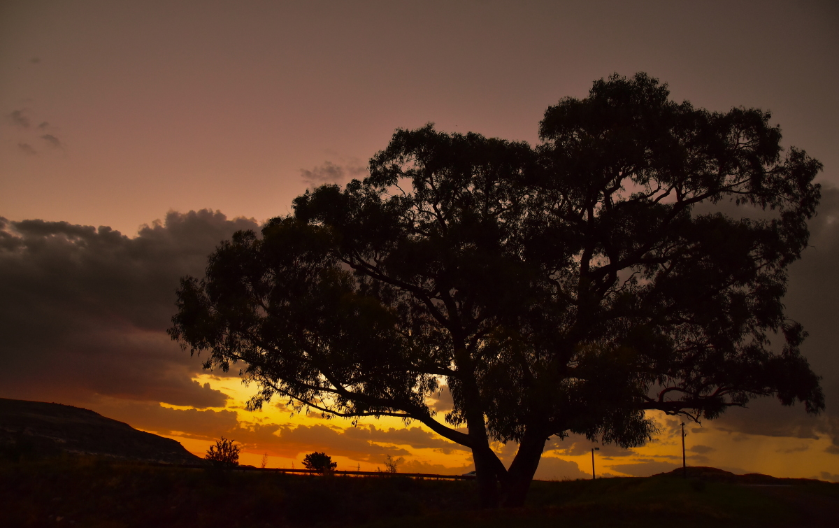 Sunset tree