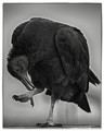 Black Vulture