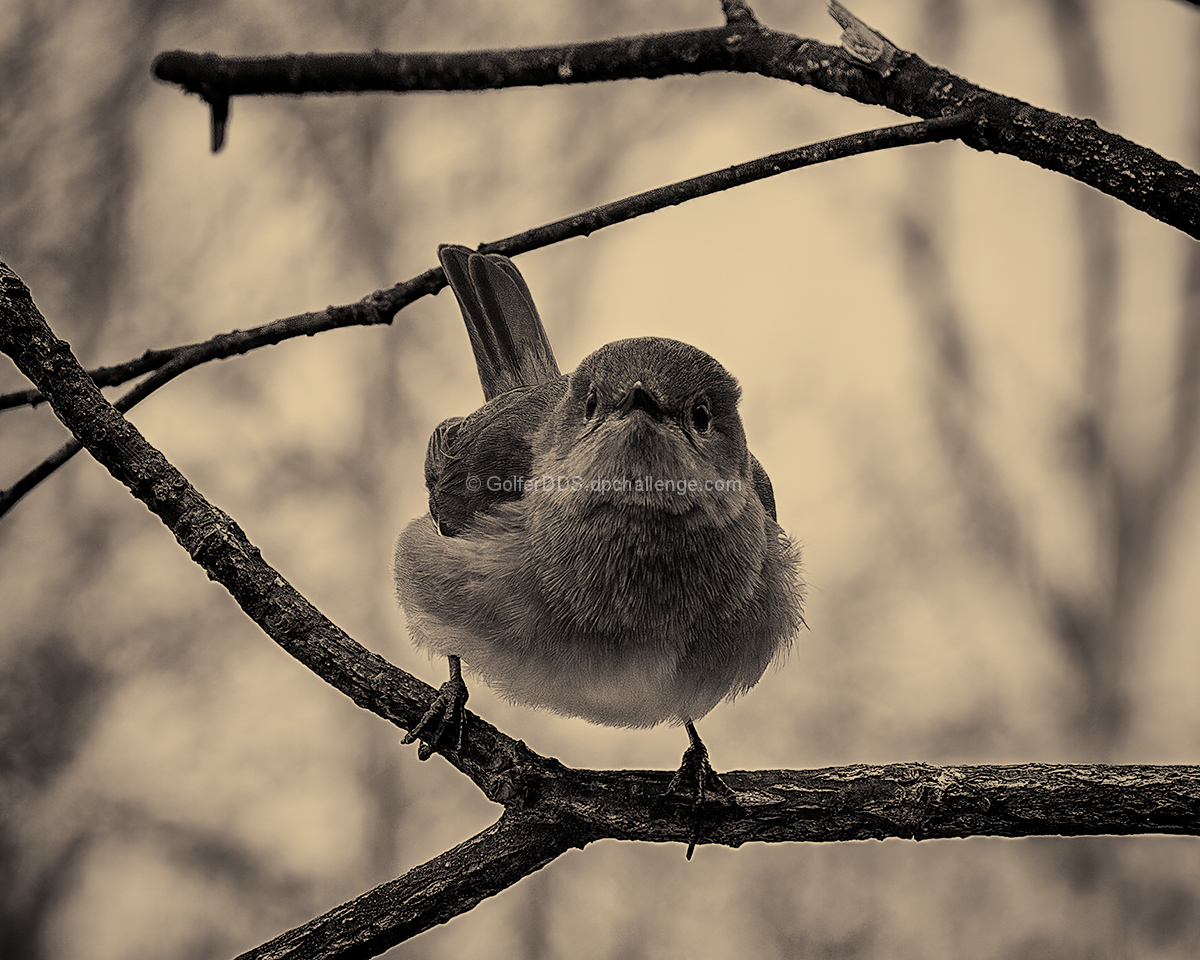 Bird on Branch Circa 1880