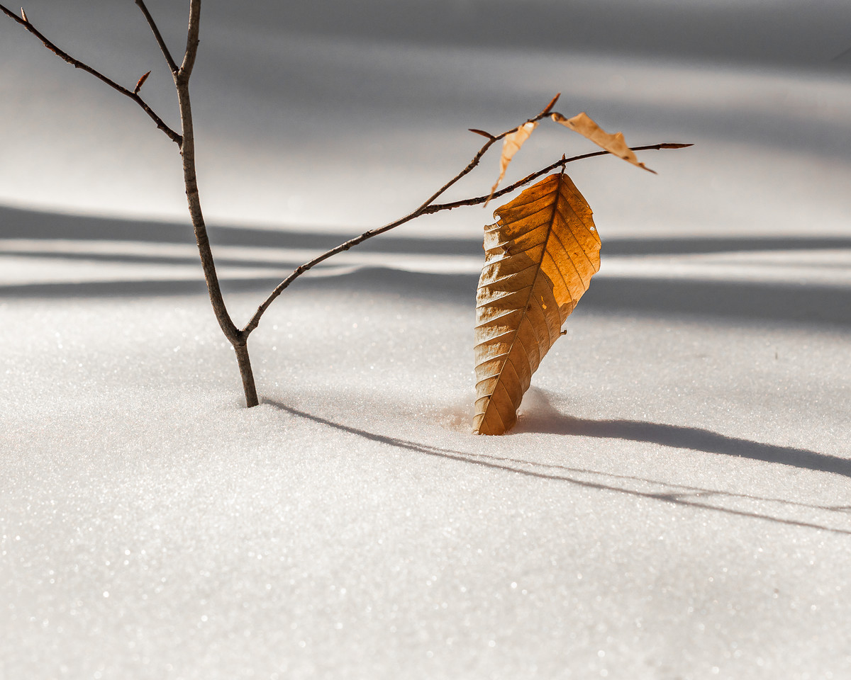 Overwintering