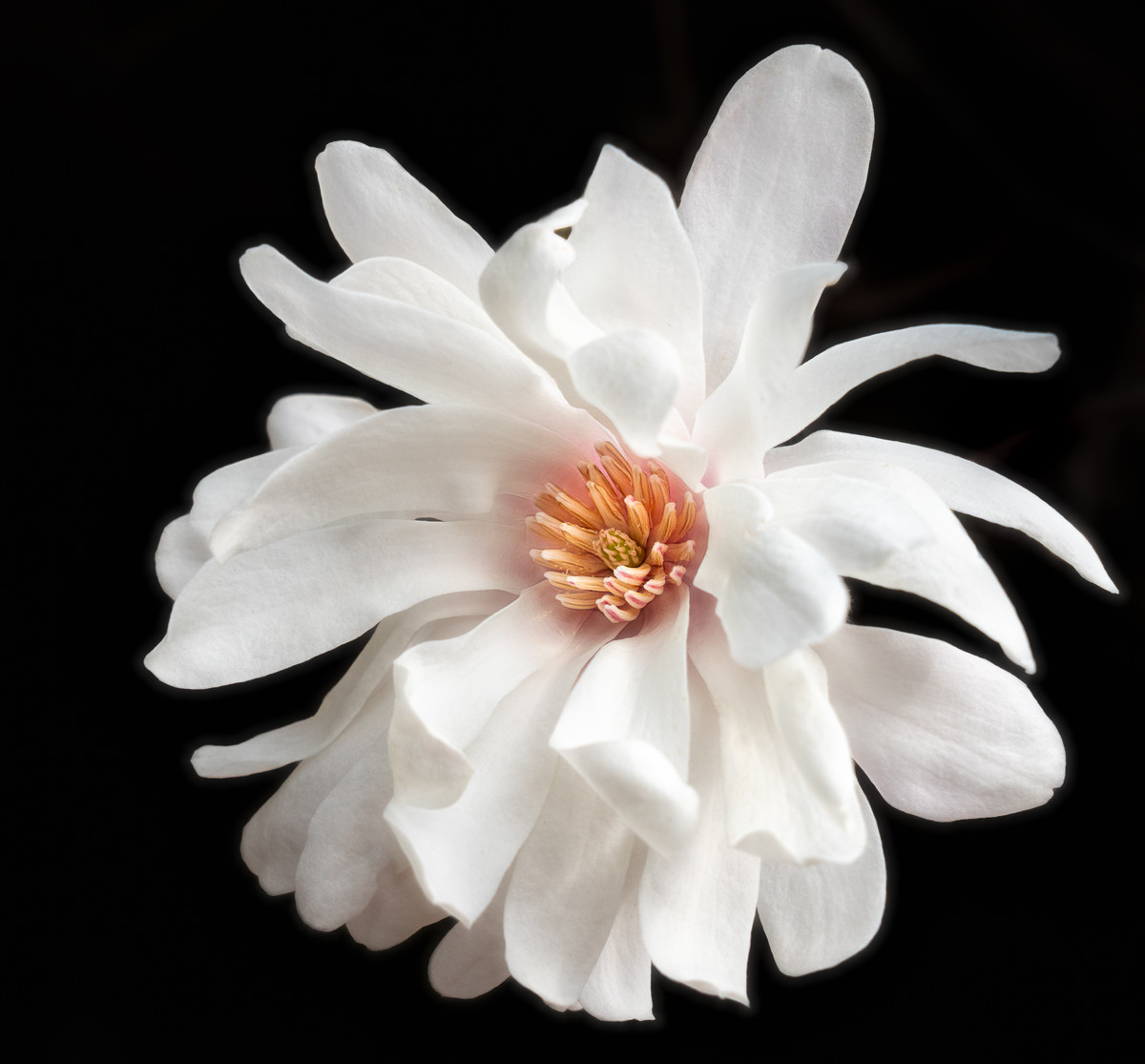 Star Magnolia