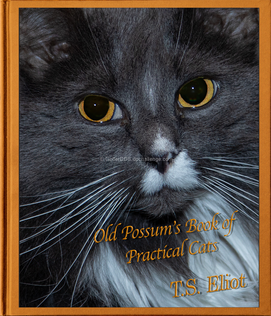 Practical Cats