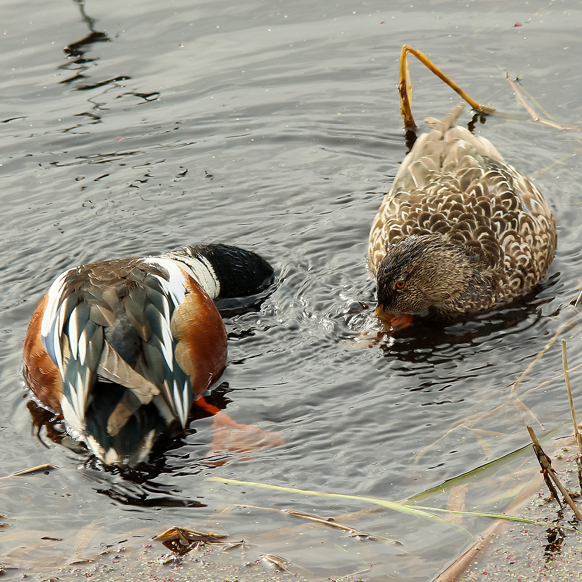 slow dance